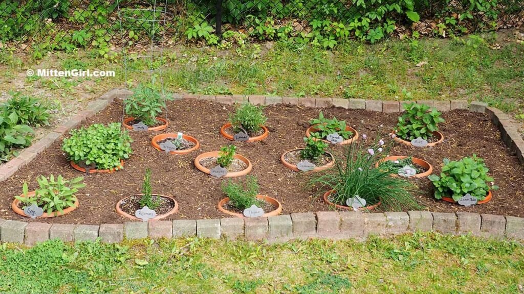 Herbs In Buried Containers