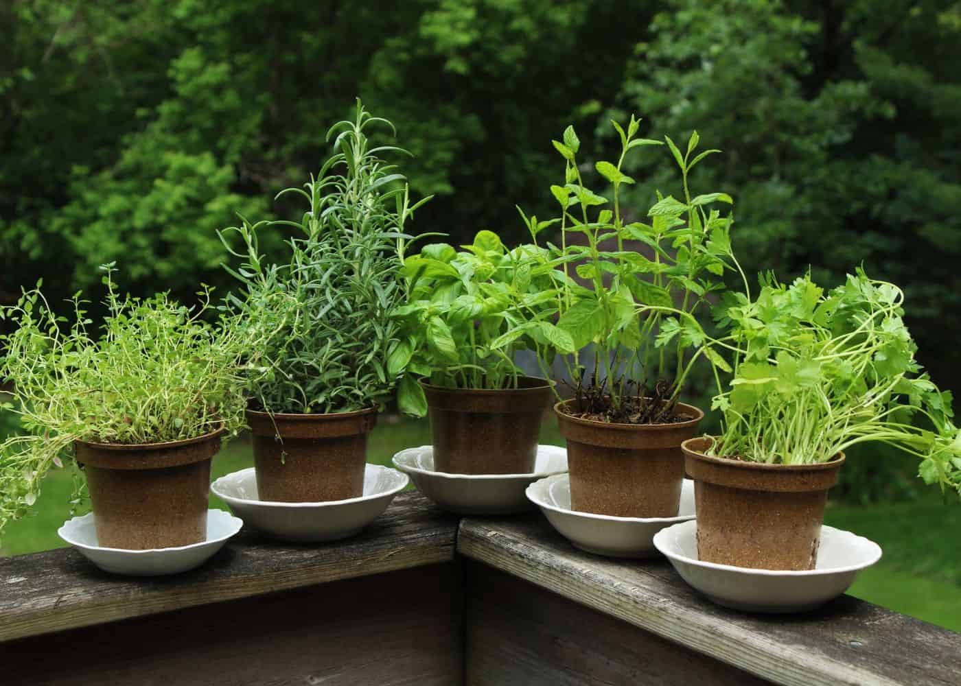 Tuscan Herb Garden Recipes At Home